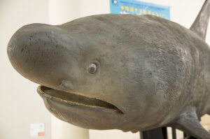 【冲绳县立博物馆限定】水族馆也看不到!「海洋惊奇生物展」