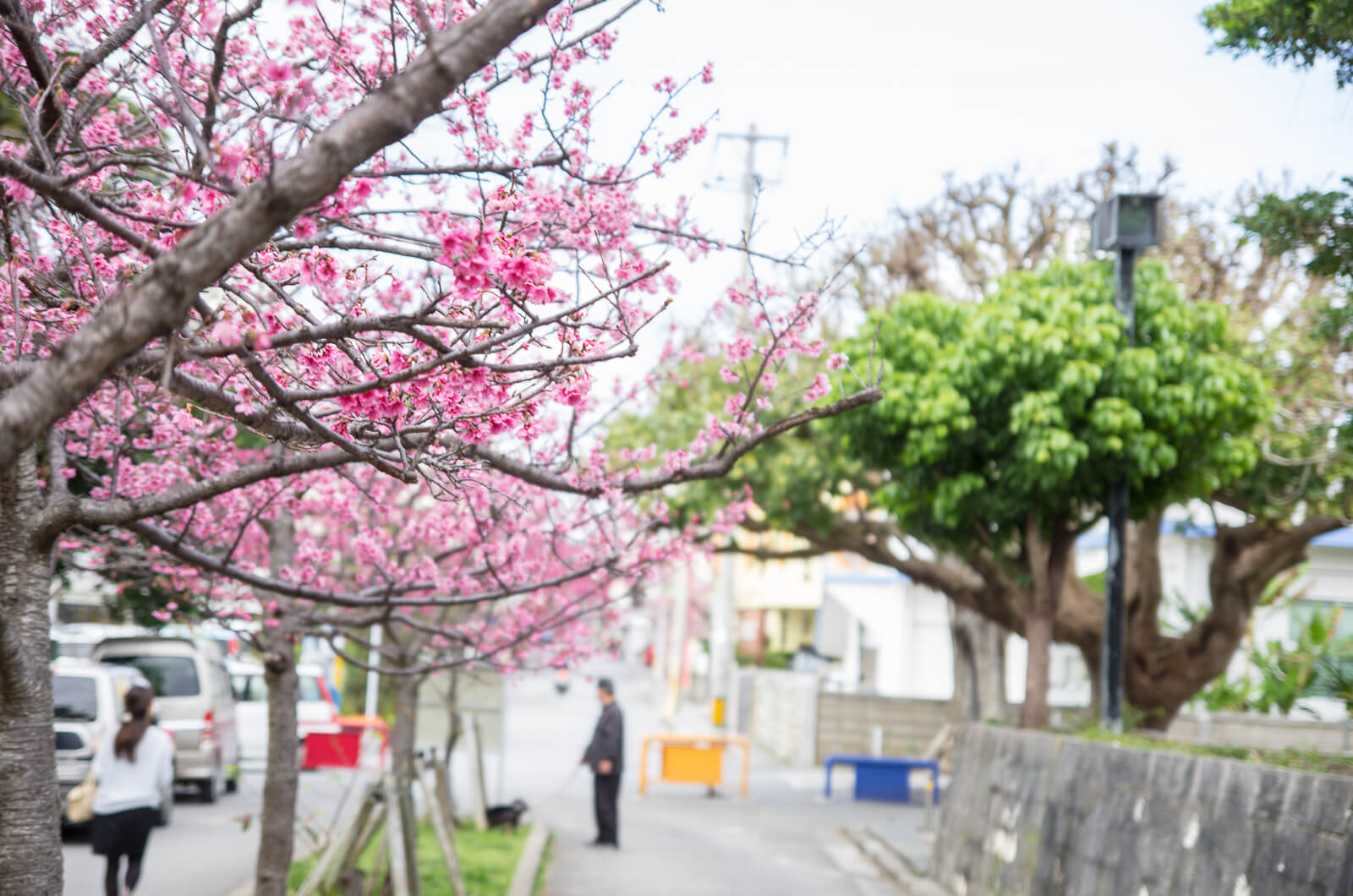 沖繩櫻花2018