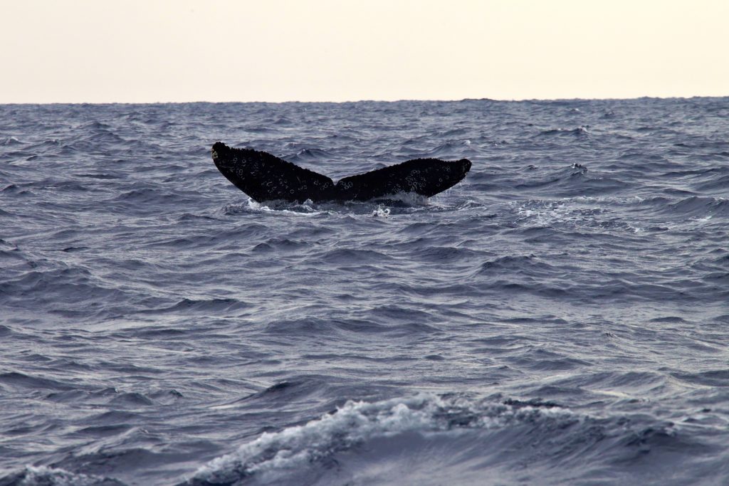 沖繩冬天的熱門活動就是賞鯨